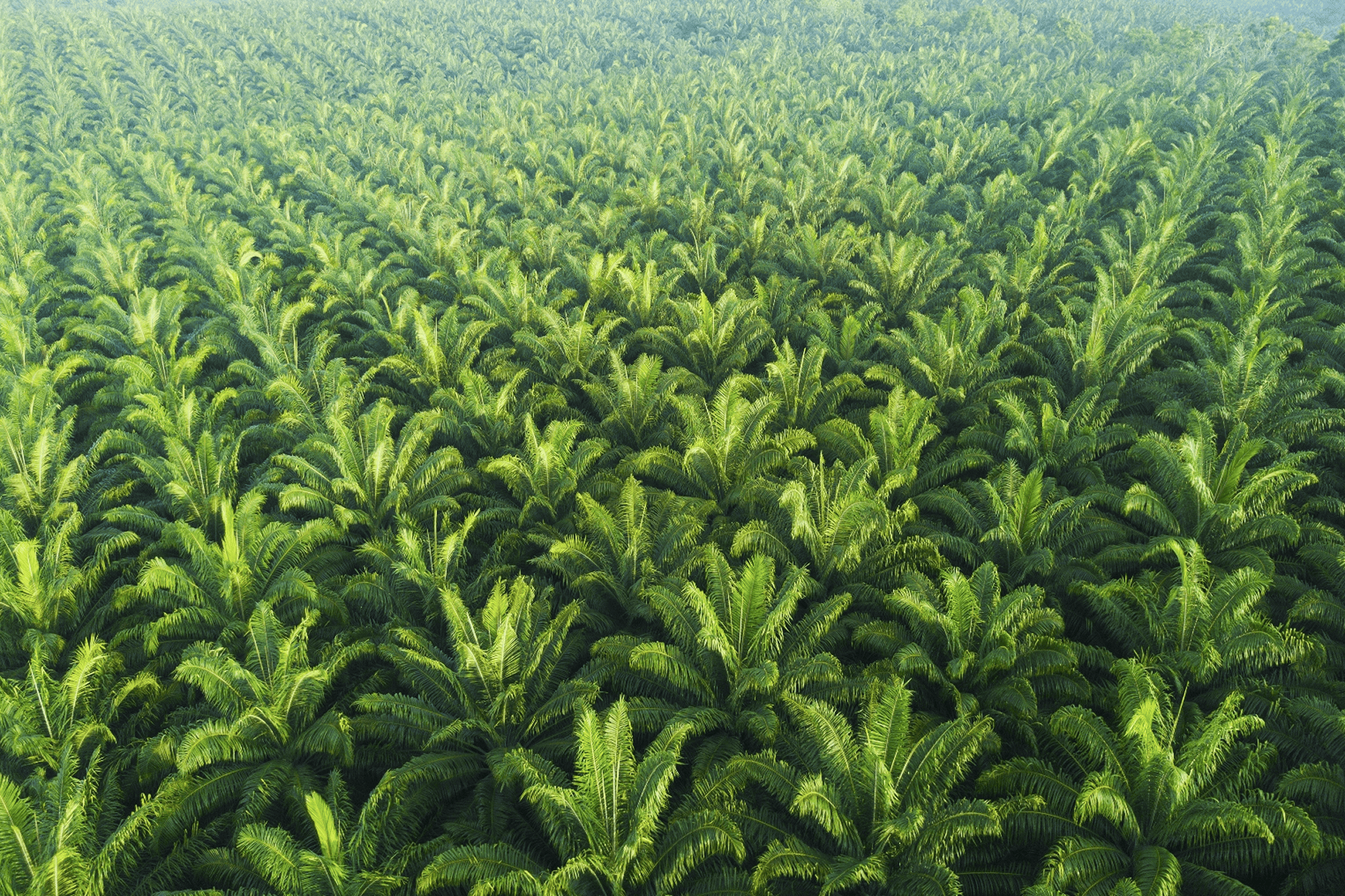 ดีเซล B20 อีกหนึ่งทางเลือกของพลังงานในวันนี้