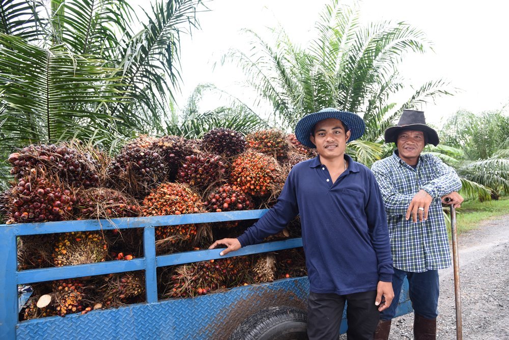 Bangchak buys more crude palm oil to help agriculturists